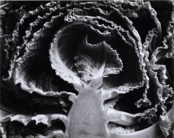 Edward Weston, Kale Halved, 1930