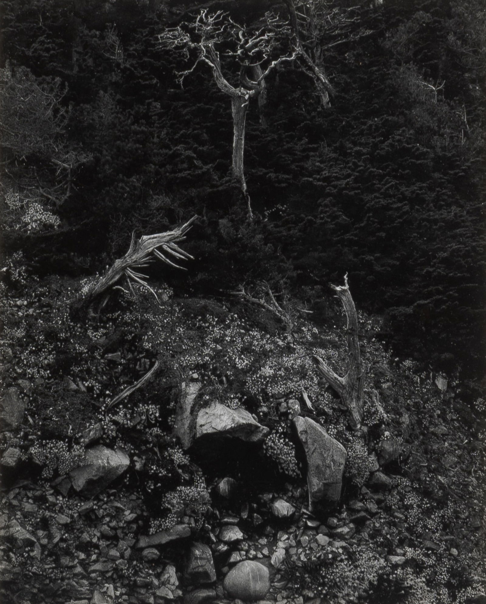 Edward Weston, North Wall, Point Lobos, 1946 (1 of 2)