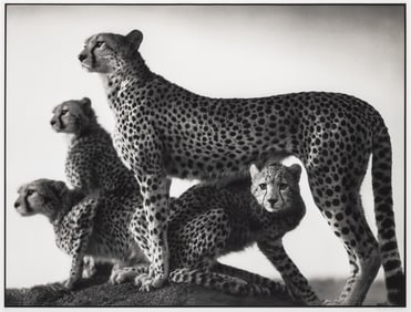 Nick Brandt, Cheetah and Cubs, Maasai Mara, 2003