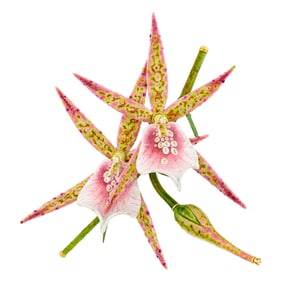 David C. Freda for Tiffany & Co. Gold, Enamel and Diamond 'Spider' Orchid Clip-Brooch