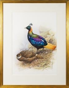 Complete Set of 32 Prints from The Rare Birds of China with Original Watercolor