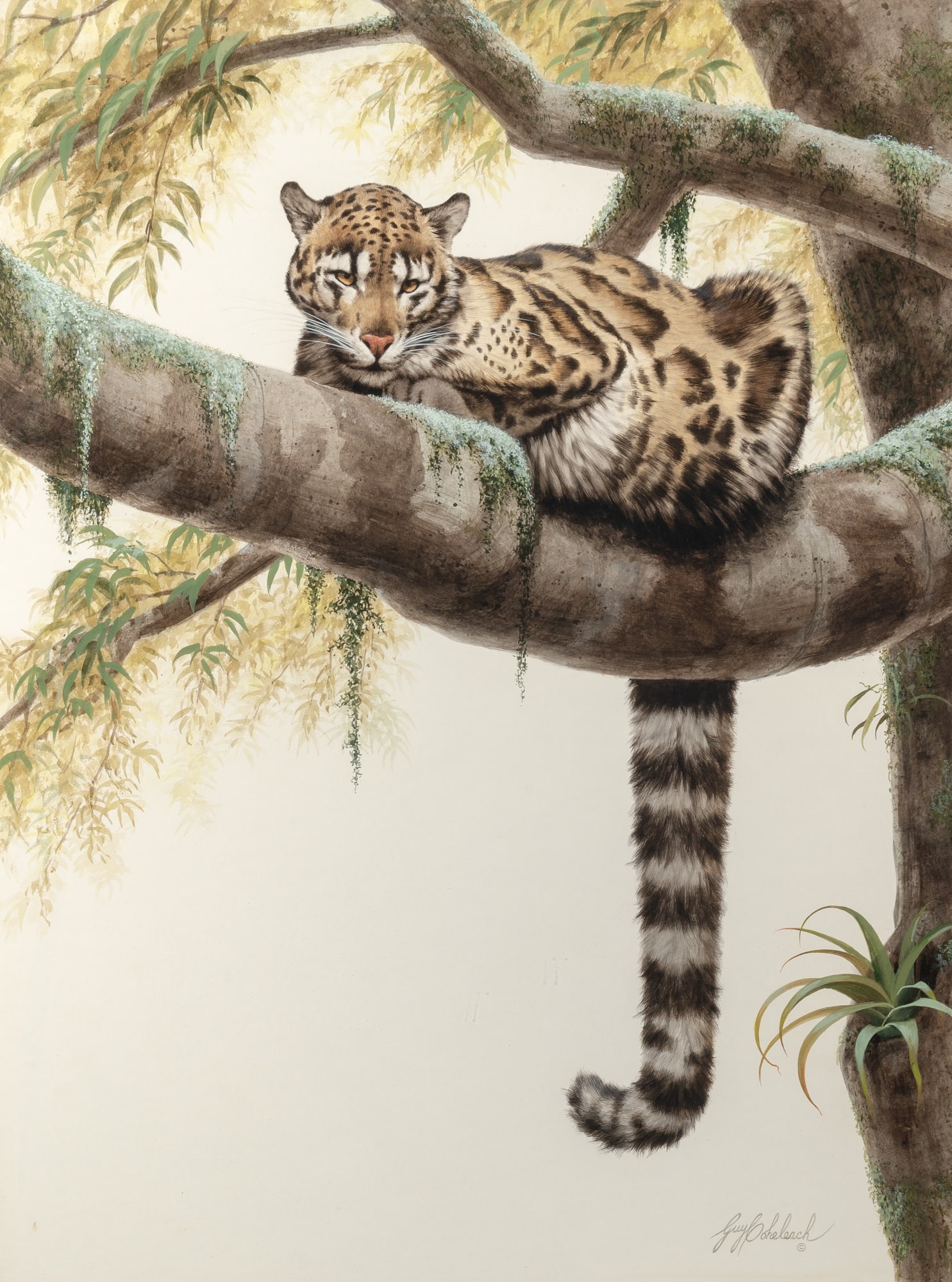 Guy Coheleach: American, b. 1933A Good Vantage Point - A Clouded Leopard Perched in a TreeSigned Guy Coheleach and inscribed with the copyright symbol (lr)Gouache, watercolor and pencil on board40 x 30 inches (101.6