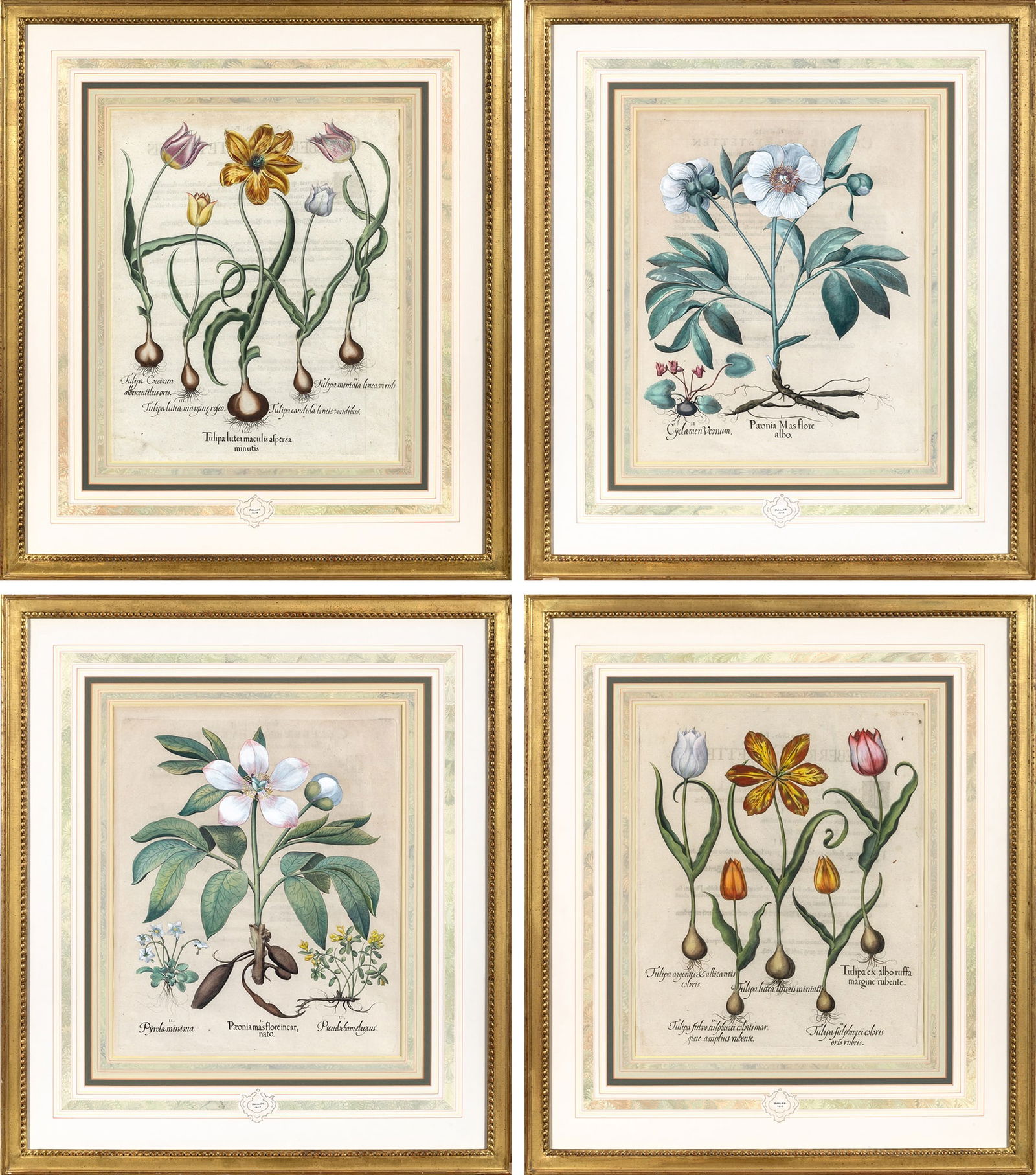 Basilius Besler (1561-1629): [FLORAL STUDIES]Four hand-colored engravings, from Hortus Eystettensis (The Garden of Eichstatt), Eichstatt and Nuremberg, 1613, framed.Plates 18 1/2 x 15 1/4 inches (46.9