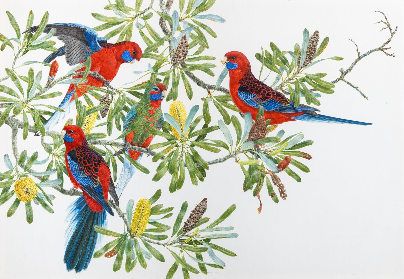 Robin Hill: English/American, b. 1932 Crimson Rosellas and Juvenile Signed Robin Hill and dated 88 (lc) Watercolor on paper Sight 23 x 33 inches (58.5 x 83.8 cm) Frame 39 7/8 x 29 3/4 inches (101.4 x 76.5