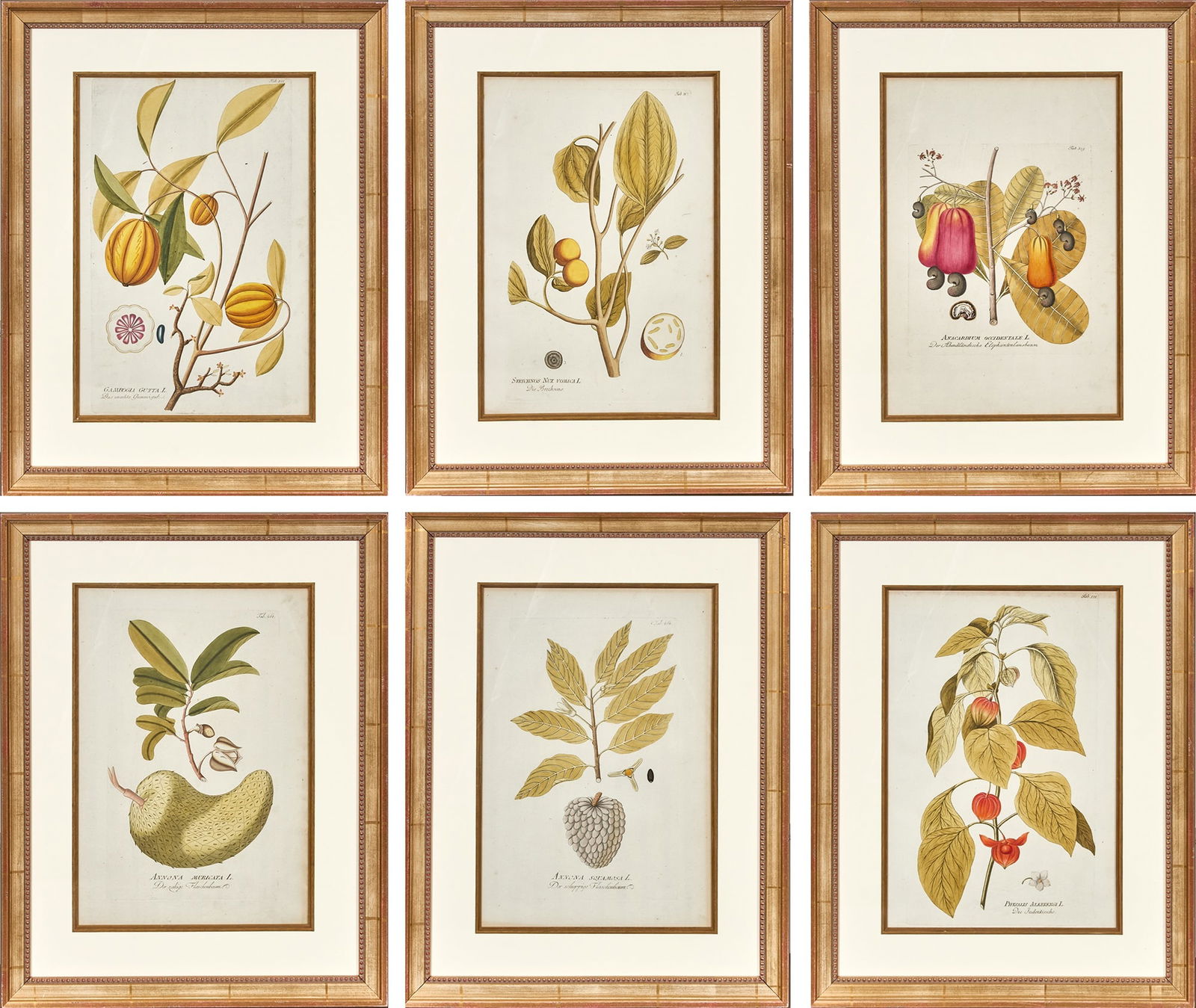 Joseph Jacob von Plenck (1735-1807) (1 of 7)