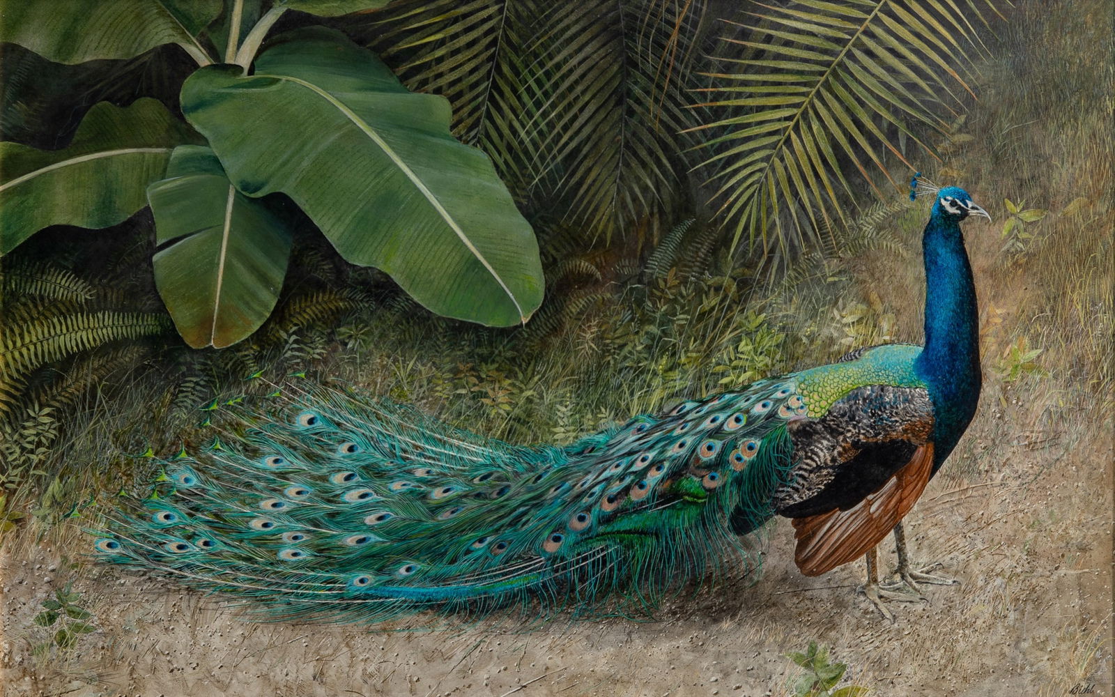 Arthur Oliver Biehl: American, 1926-2004 Peacock, 1986 Signed Biehl (lr) Acrylic on Masonite 16 x 25 inches (40.6 x 63.5 cm) Provenance: Uptown Gallery, New York (Framed 21 x 30 inches)