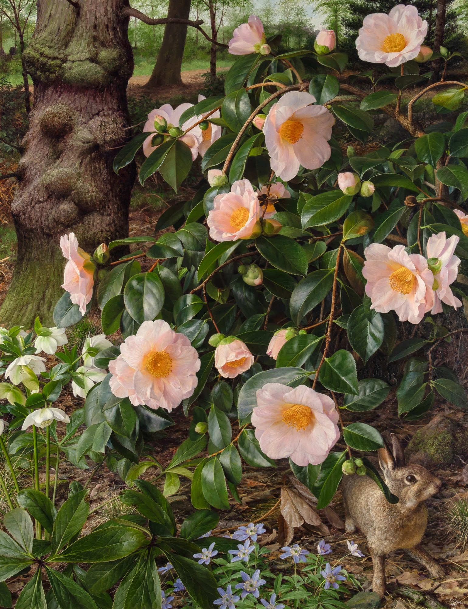 Raymond C. Booth: English, 1929-2015 Camellia 'Mrs. D. W. Davis,' 1990 Signed R. C. Booth and dated 1990 (lr) Oil on panel 36 x 28 inches (91.4 x 71.1 cm) Provenance: The Fine Art Society, London Exhibited: London,