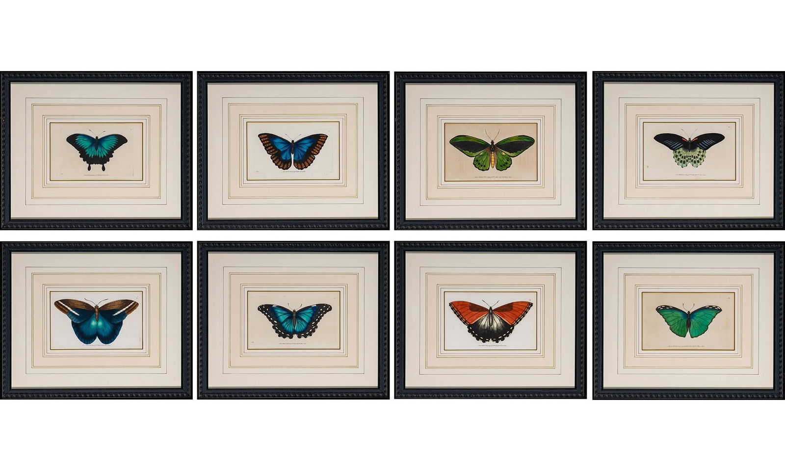 Frederick Polydore Nodder (fl. 1767-1800): [BUTTERFLY STUDIES]Eight hand-colored engravings, from George Shaw's Naturalist's Miscellany, published by Nodder & Co., London, 1789-1813, framed.Plates 4 1/4 x 6 1/2 inches (10.7 x 16.5 cm)Frame