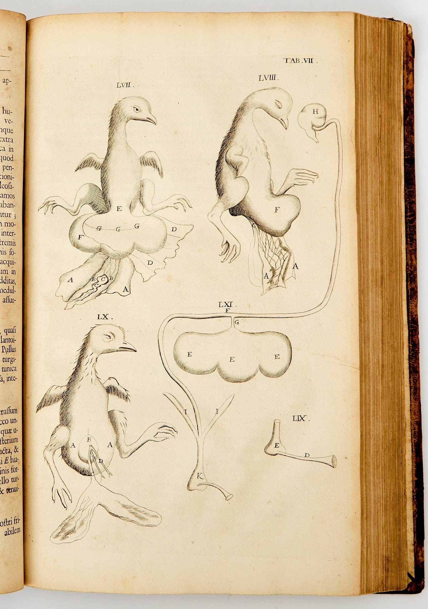 The first issue of the Royal Society edition of Malpighi: MALPIGHI, MARCELLO Opera Omnia, Figuris Elegantissimis in aes incisis Illustrata. London: Robert Scott and George Wells, 1686. First collected edition, first issue (N.B. this first issue did not recei
