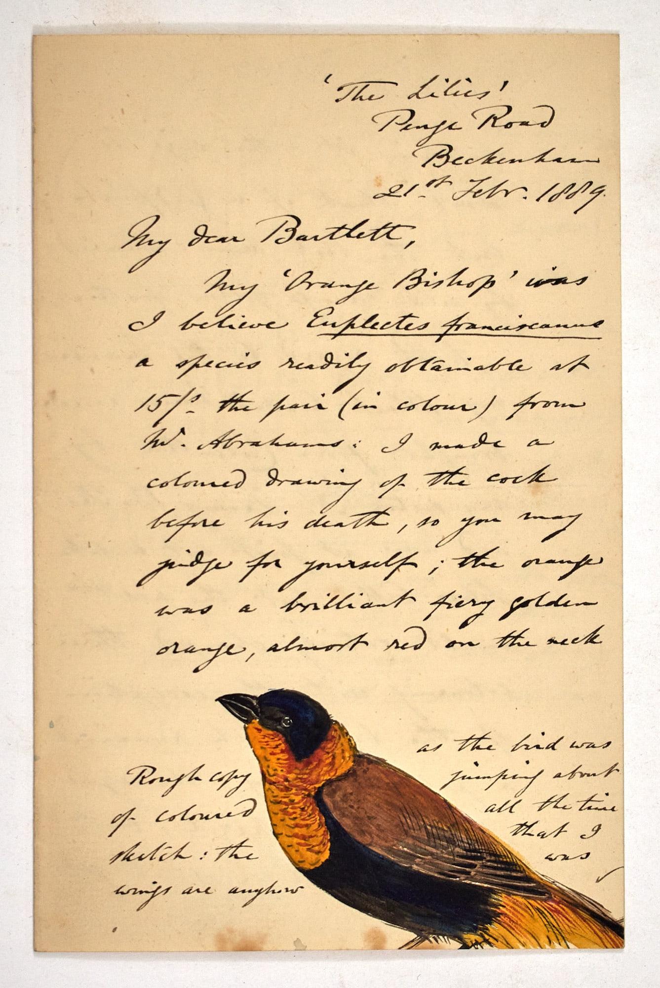 WATERHOUSE, G.R. Catalogue of the Mammalia...: [NATURAL HISTORY] WATERHOUSE, G.R. Catalogue of the Mammalia preserved in the Museum of the Zoological Society of London. With an autograph letter to ornithologist Edward Bartlett from, from A. S. But