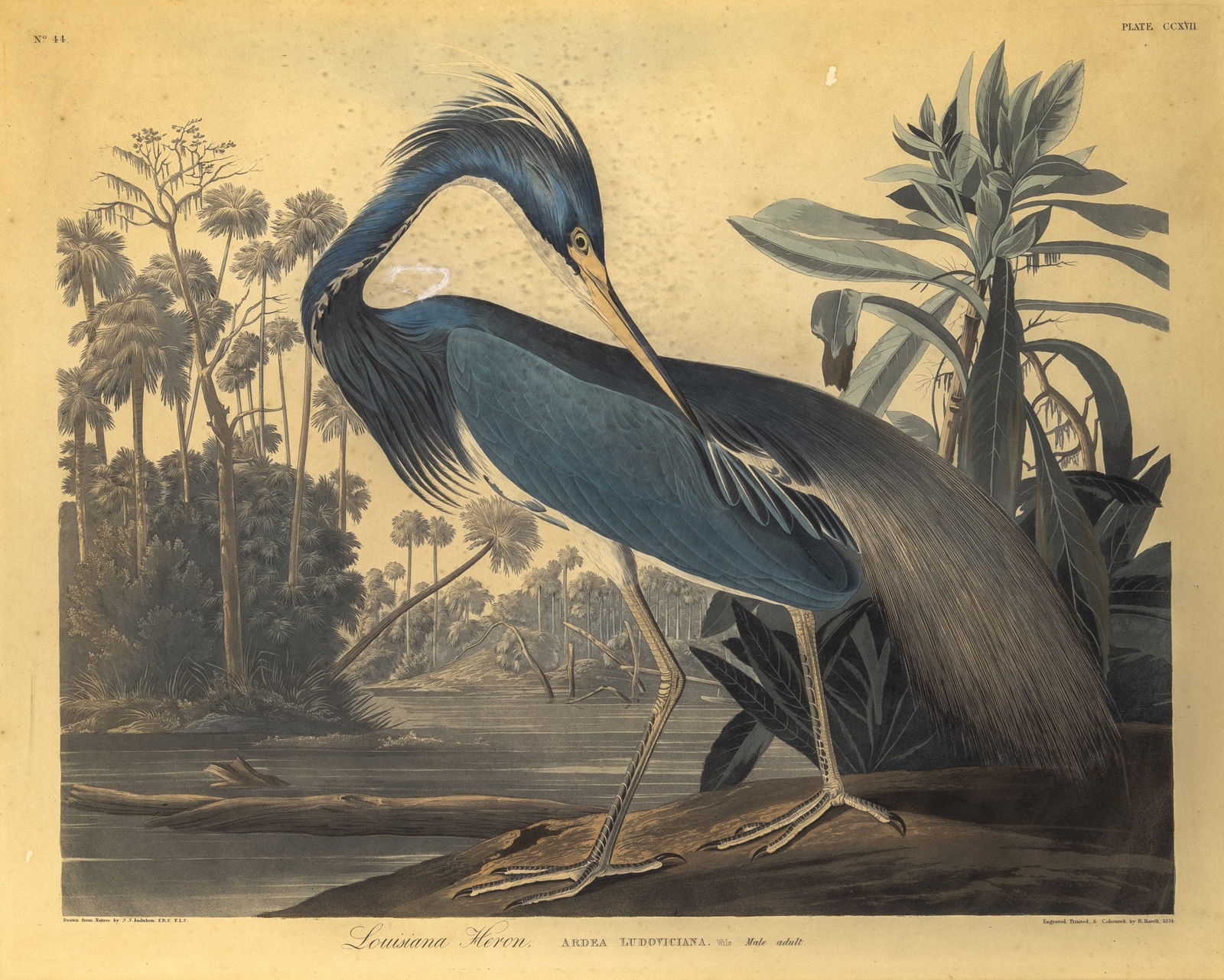 After John James Audubon (1785-1851): LOUISIANA HERONHand-colored etching, aquatint and engraving, 1834, on J. Whatman paper dated 1836, plate CCXVII from The Birds of America, framed.Plate 20 1/2 x 26 inchesSheet 24 1/4 x 29 1/4 inches