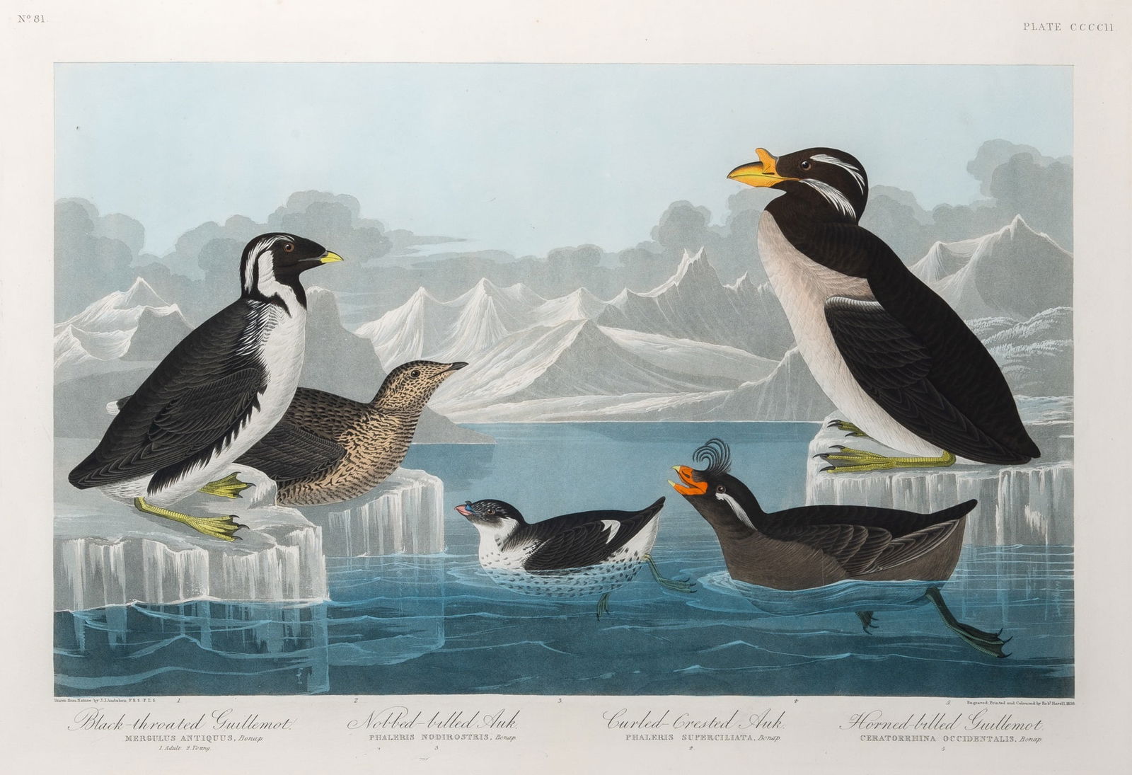 After John James Audubon (1785-1851): BLACK-THROATED GUILLEMOT, NOBBED-BILLED AUK, CURLED-CRESTED AUKHand-colored etching, aquatint and engraving by Robert Havell, 1838, on J. Whatman paper dated 1837, plate CCCCII from The Birds of Ameri