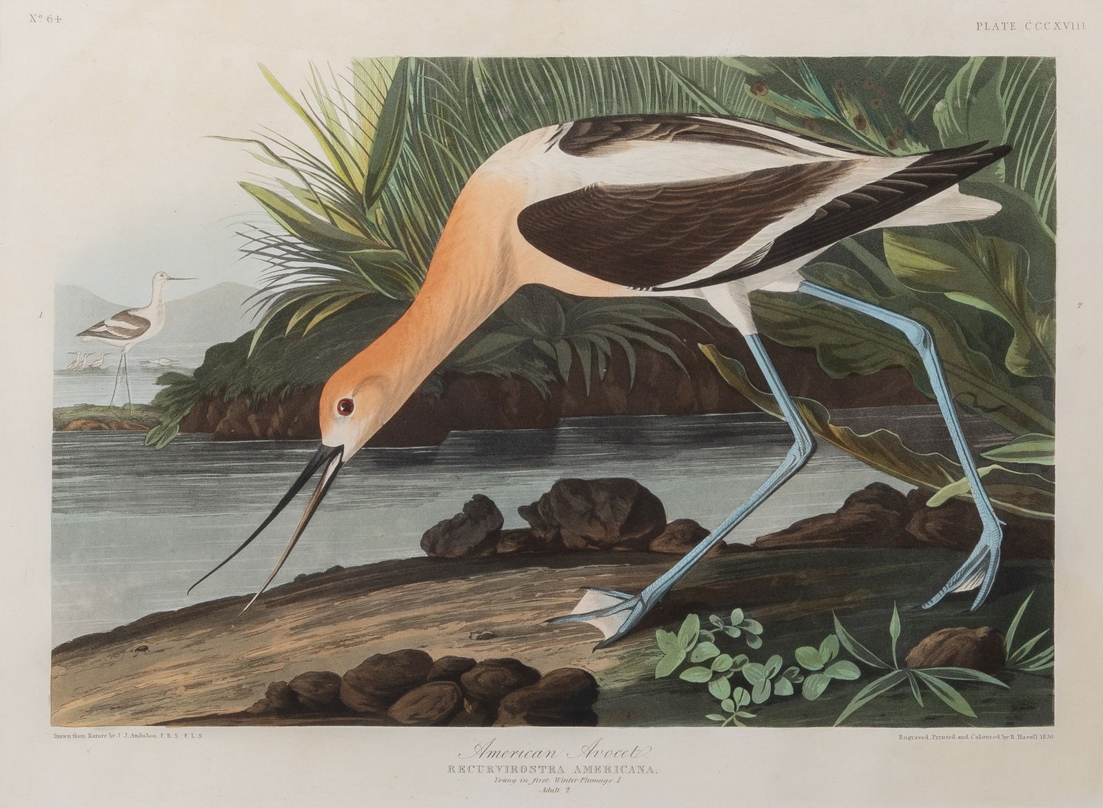 After John James Audubon (1785-1851): AMERICAN AVOCETHand-colored etching, aquatint and engraving by Robert Havell, 1836, J. Whatman paper dated 1838, plate CCCXVII from The Birds of America, framed.Plate 14 5/8 x 20 3/8 inchesSheet 25 3/