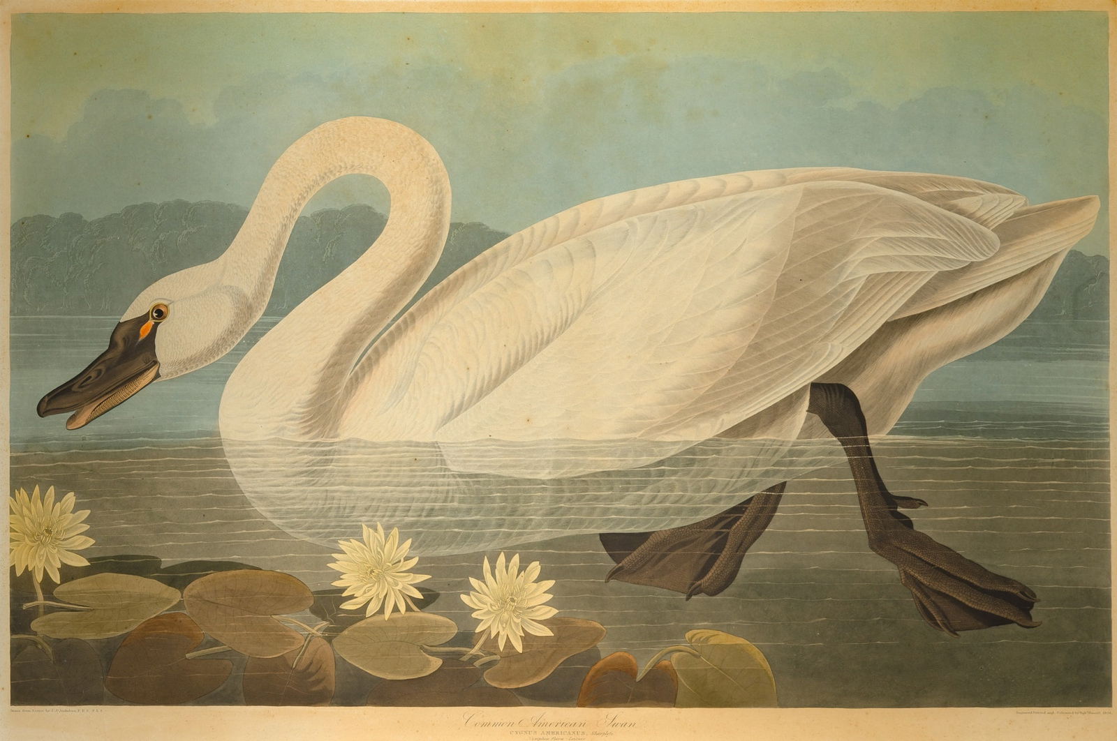 After John James Audubon (1785-1851): COMMON AMERICAN SWANHand-colored etching, aquatint and engraving by Robert Havell, 1838, on J. Whatman paper, laid on card, plate CCCCXI from The Birds of America, framed.Sheet 25 3/8 x 38 inchesFrame