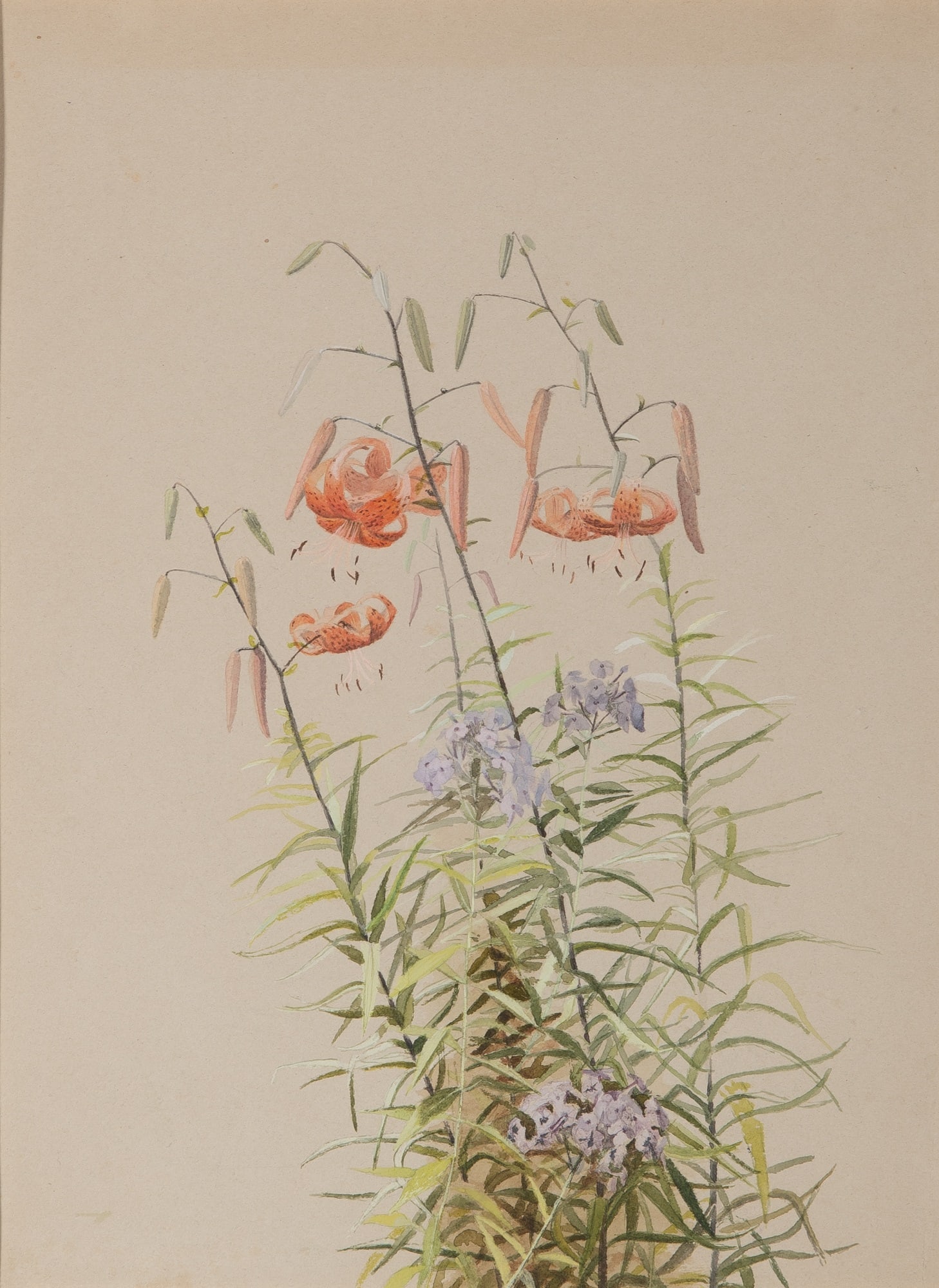 Fidelia Bridges: American, 1834-1923Tiger Lilies and PhloxWatercolor on paper12 x 9 inchesProvenance:Jeffrey R. Brown Fine Arts, North Amherst, MA (Framed 18 1/4 x 15 1/8 inches) There is a