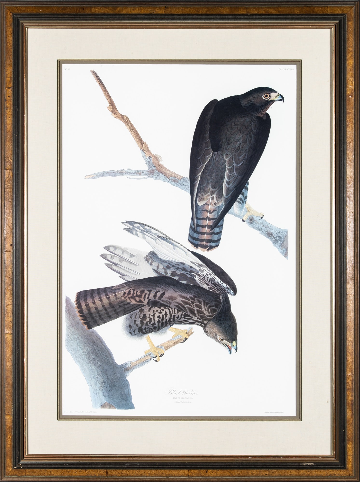 After John James Audubon (1785-1851) (1 of 2)