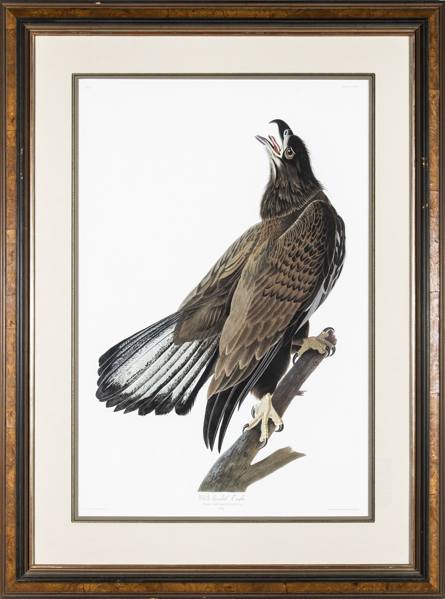 After John James Audubon (1785-1851): WHITE-HEADED EAGLE Color offset lithograph, 1985, on Mohawk Superfine paper watermarked Audubon Society, Abbeville Press, from Birds of America, with full margins, framed. Sheet 39 1/2 x 26 1/2 inches