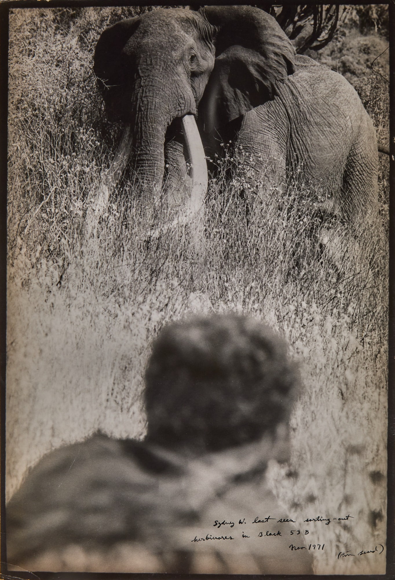 Peter Beard, Sydney W. last seen sorting-out herbivores in Block 53B, 1971 (1 of 2)