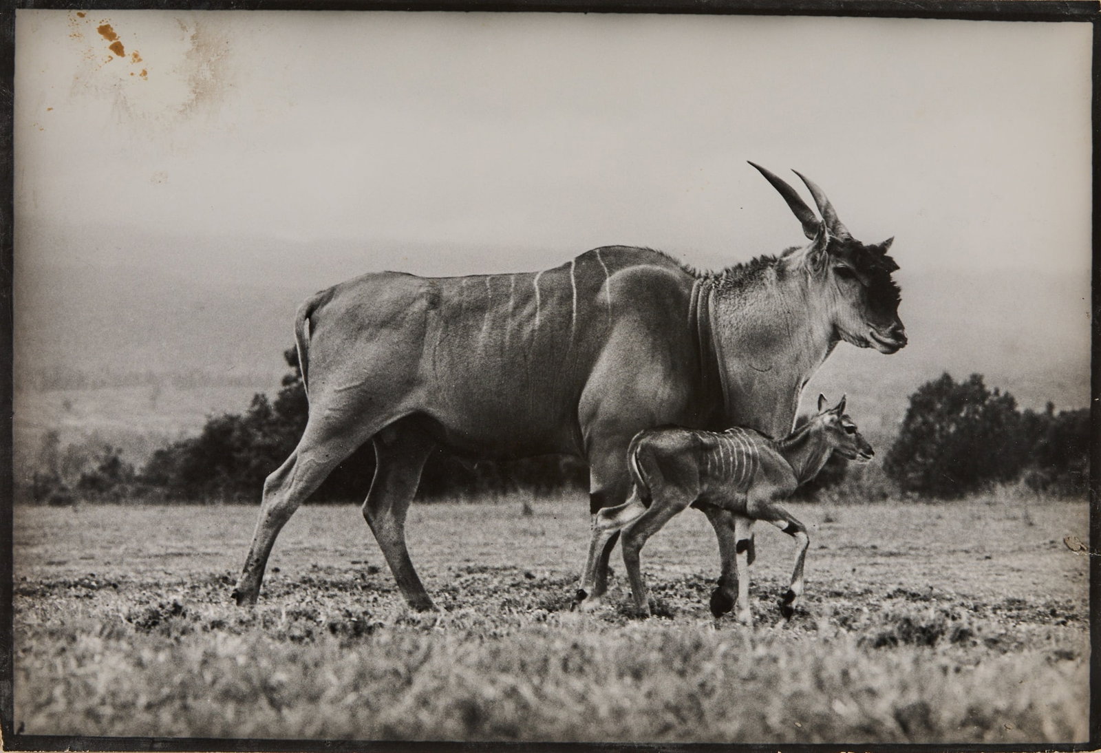 Peter Beard's End of the Game, an inscribed copy with a drawing, and two Beard photographs (1 of 4)