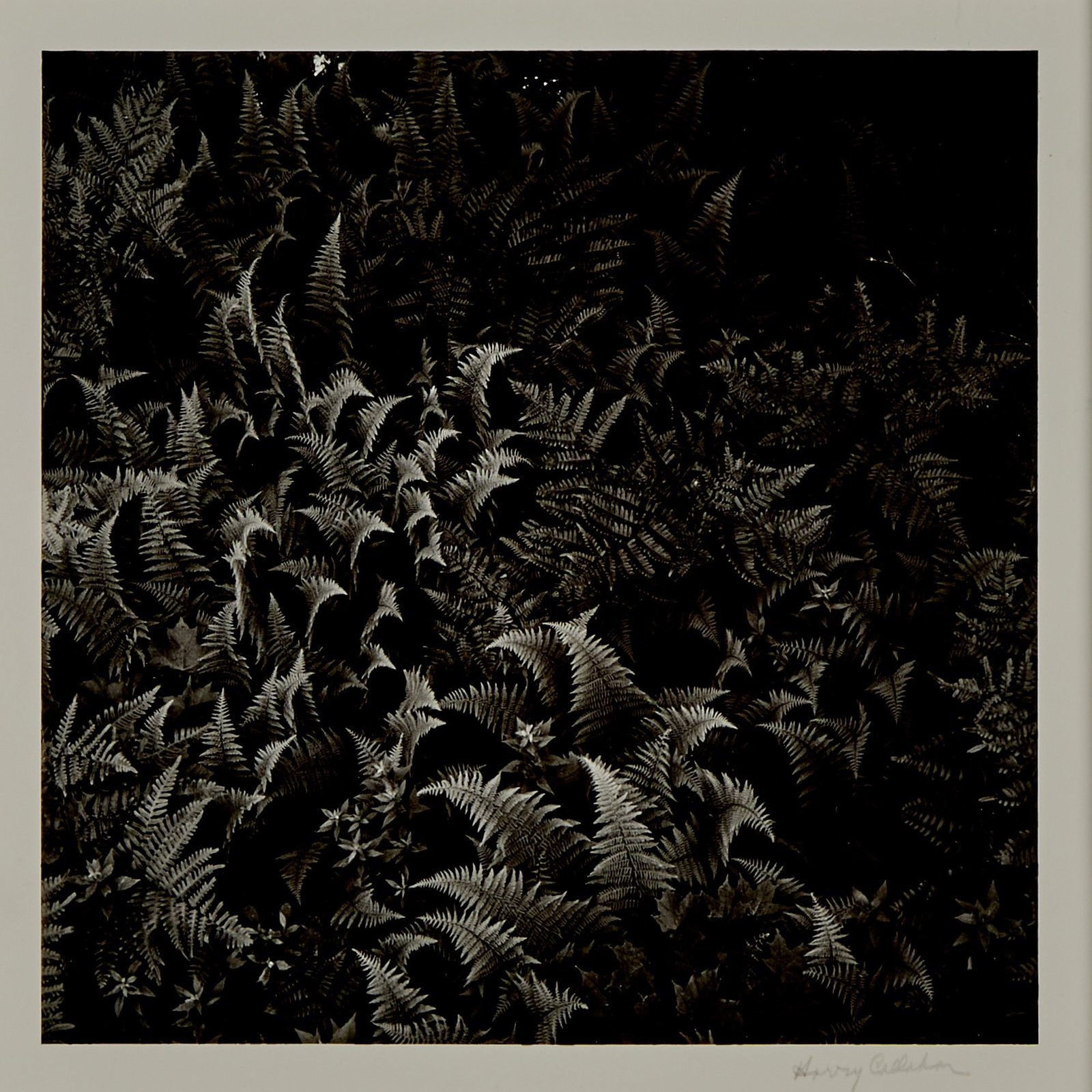 Harry Callahan, Rome [Ferns], 1968 (1 of 4)