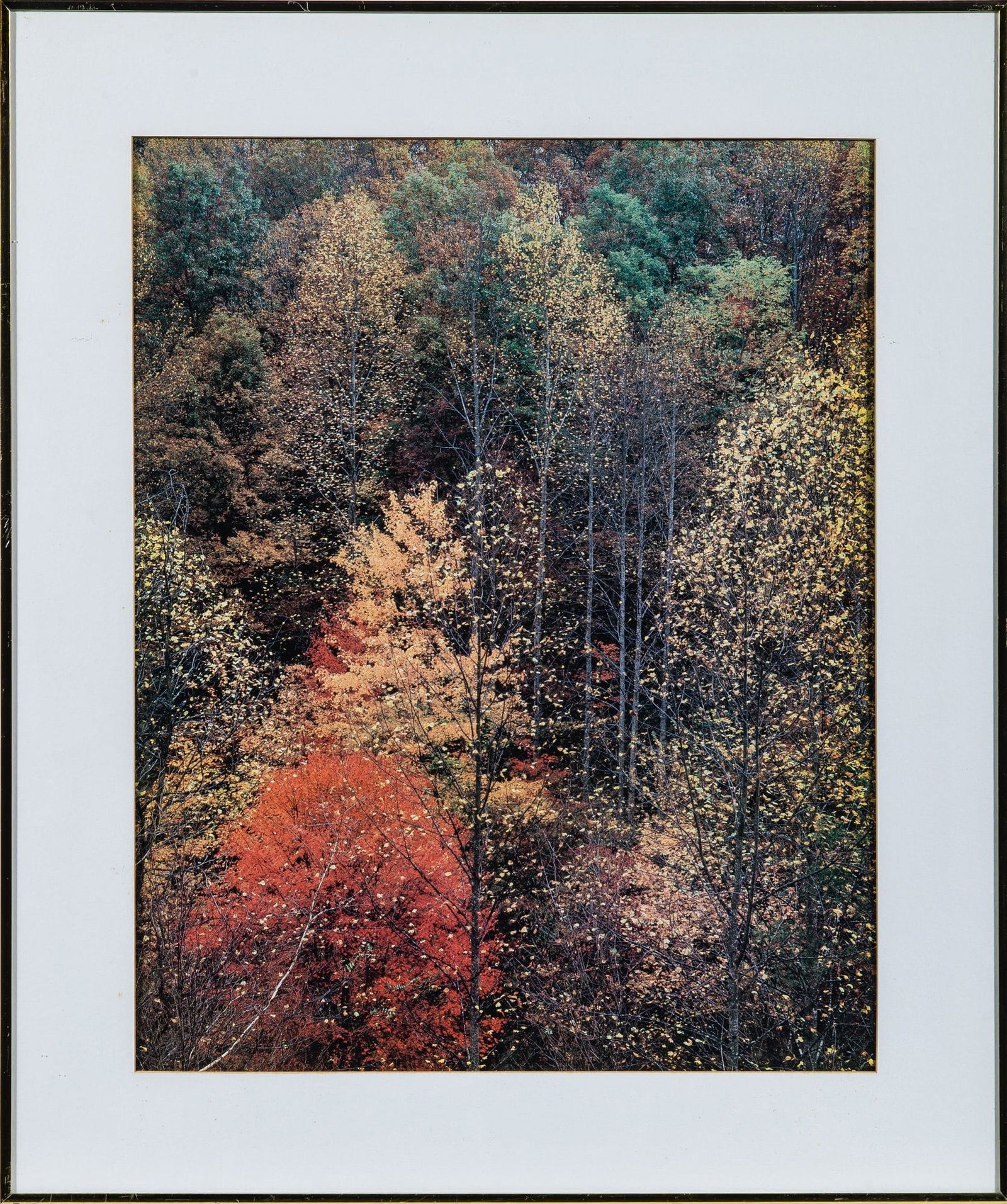 Eliot Porter, Colorful trees. Newfound Gap Road, Great Smoky Mountains National Park, Tennessee. (1 of 2)
