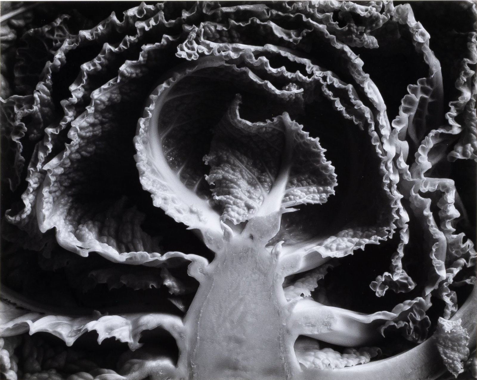 Edward Weston, Kale Halved, 1930 (1 of 2)