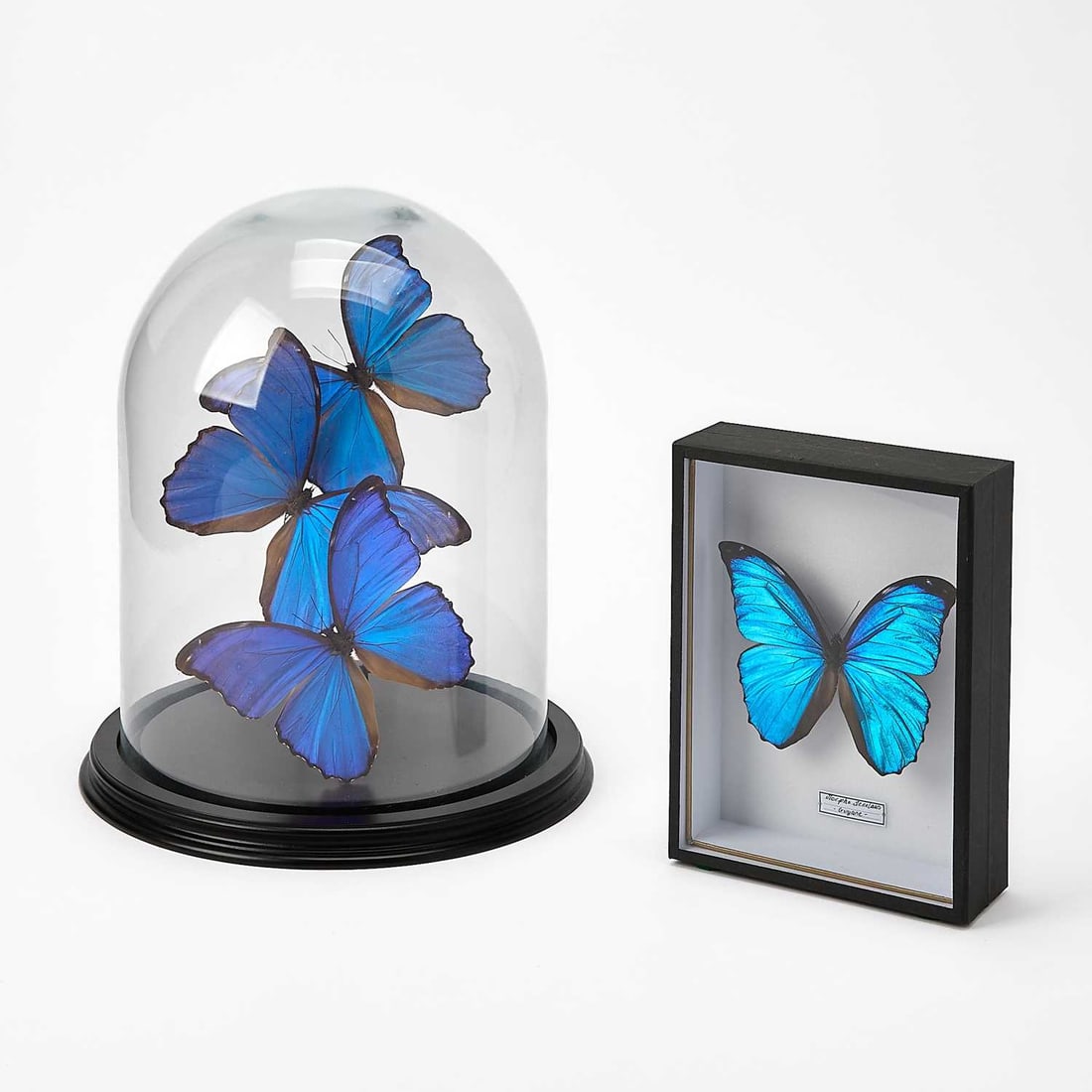 Group of Morpho (Genus) Menelaus Butterfly Specimens (1 of 8)