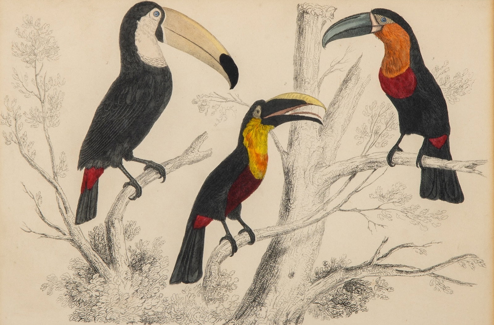 19th Century School: Perched Toucans Hand-colored engraving Sight 6 x 8 3/4 inches (15.2 x 22.2 cm) (Framed 12 x 15 inches) Not examined out of the frame.