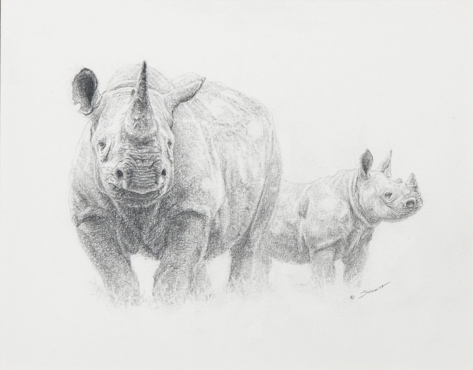John Banovich: American, b. 1964 Black Rhino, 1998 Signed Banovich (lr) Graphite on paper Sight 7 1/4 x 9 1/8 inches (18.4 x 23.2 cm) Provenance: Spanierman Gallery, New York (Framed 15 3/4 x 17 3/4 inches)