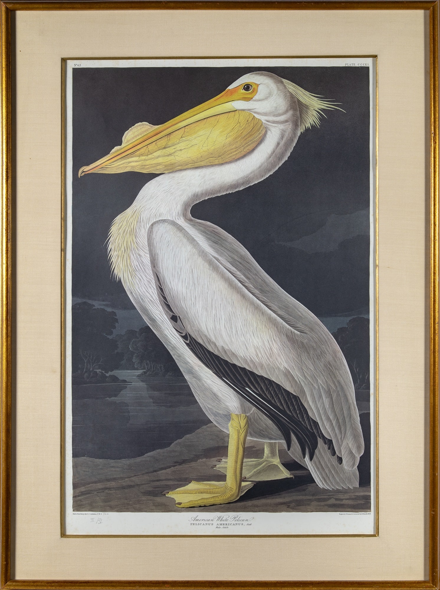 After John James Audubon (1785-1851): AMERICAN WHITE PELICAN Color offset lithograph, on heavy wove paper, numbered II/V in pencil, from Birds of America, with full margins, framed. Sheet 39 1/8 x 26 5/8 inches; 99.3 x 67.6 cm Frame 47 1/
