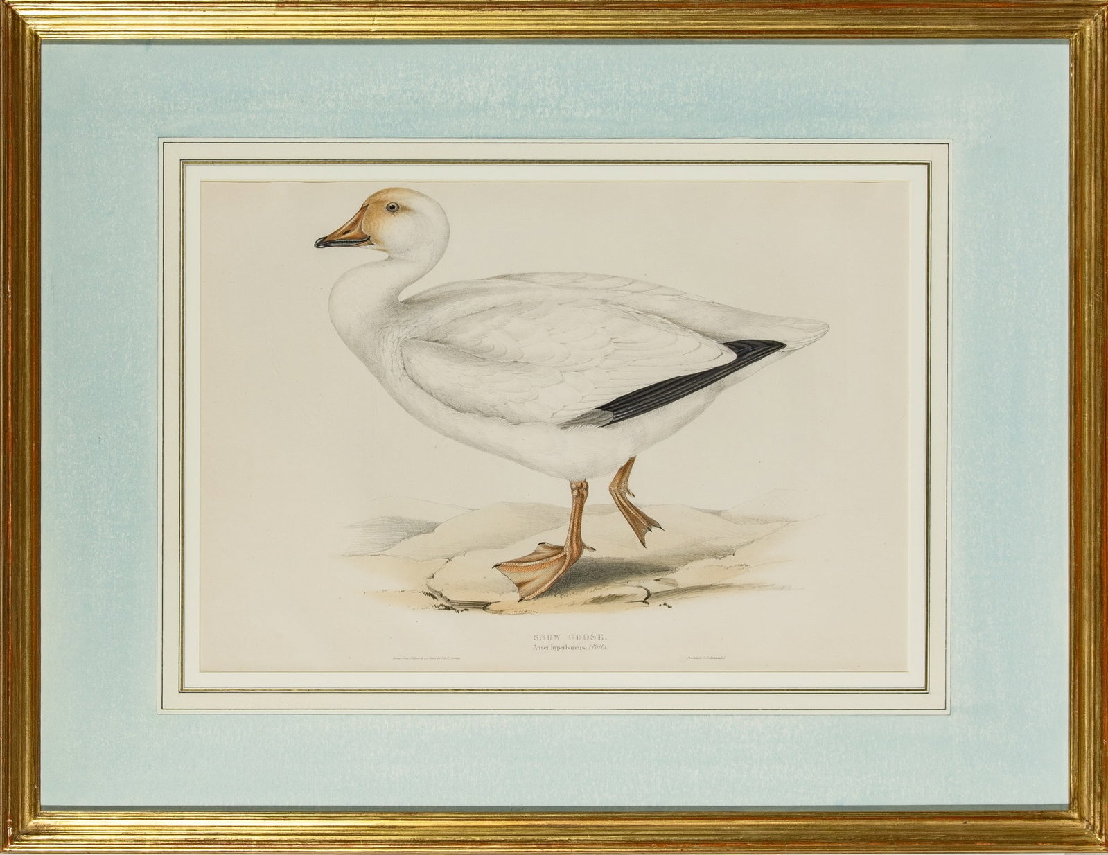 John Gould (1804-1881) (1 of 2)
