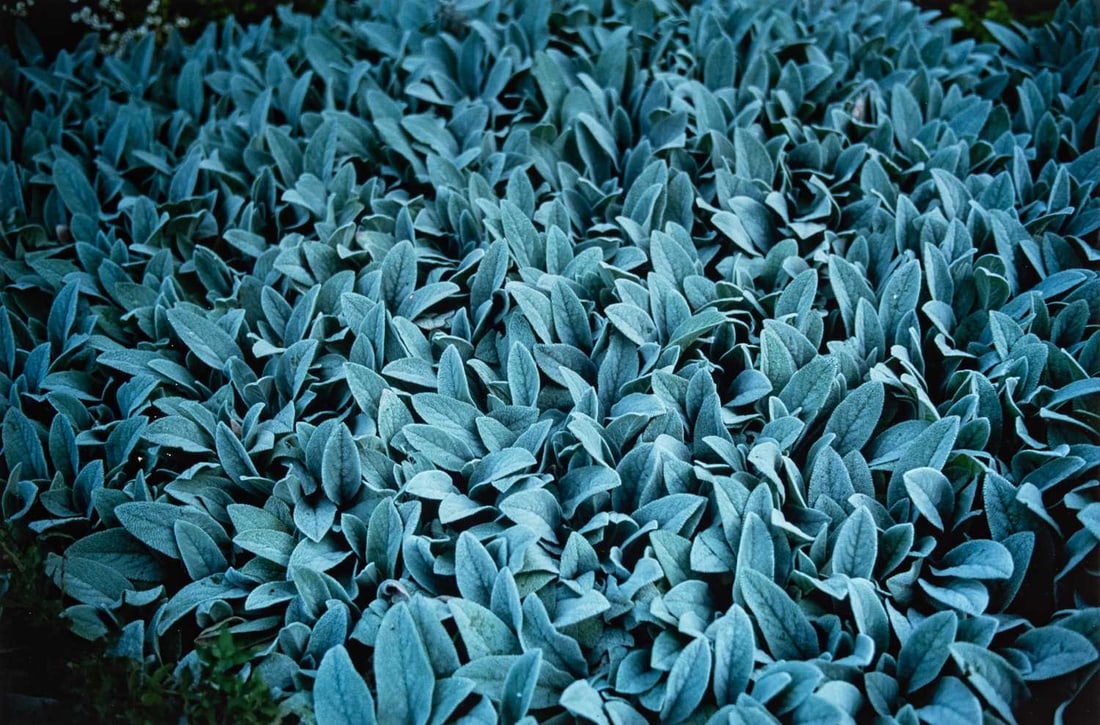 Nan Goldin: American, b. 1953 Lambs Ears (For Parkett no. 57), 1999 Signed Nan Goldin #50/60, titled and dated on the verso of the sheet. Chromogenic Print 15 3/4 x 23 5/8 inches (50.8 x 61cm) Provenance: