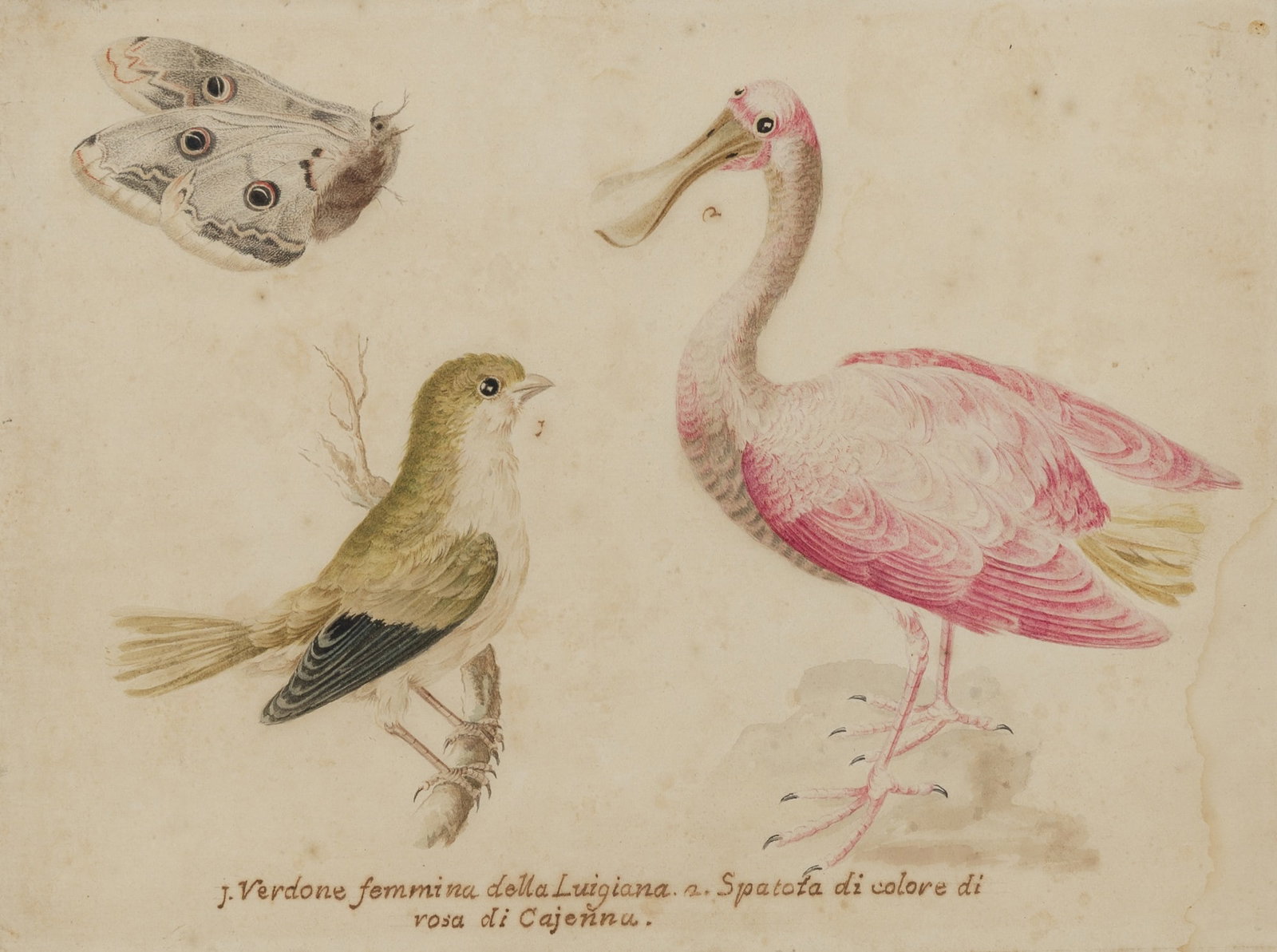 Vincenzo Leonardi: Italian, circa 1590-circa 1646 Studies of a Juvenile Spoonbill, Greenfinch, and Butterfly Inscribed 1. Verdone femmina della Luigiana, 2. Spatola di colore di rosa di Cajenna. (lc) Watercolor on