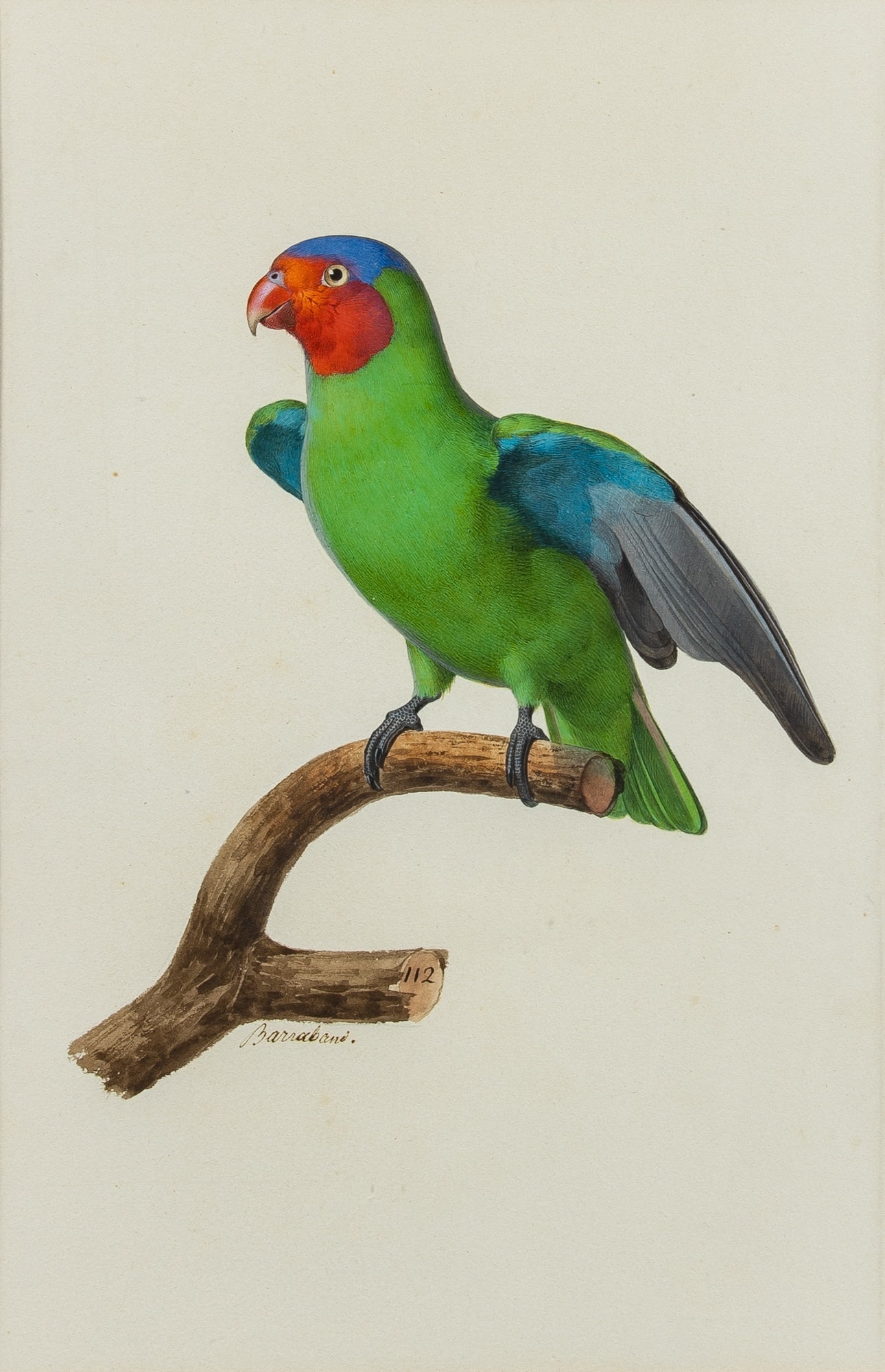Jacques Barraband: French, 1768-1809 Red-Cheeked Parrot Signed Barraband (ls); numbered 112 on the cross-section of the lower branch Black chalk, watercolor, and gouache on paper 20 1/2 x 13 3/4 inches (52 x 35 cm)