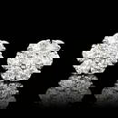 14k White Gold 2.75ct Diamond Earrings