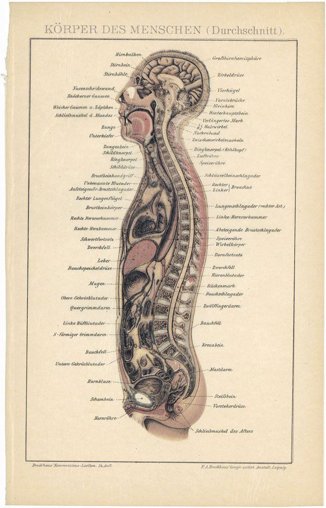 19th C. German Anatomy Print Tissue Overlay HUMAN BODY Aug 16, 2014