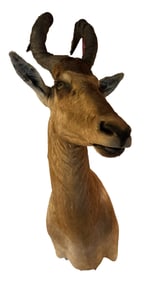 LARGE TAXIDERMIED HEAD OF RED HARTEBEEST