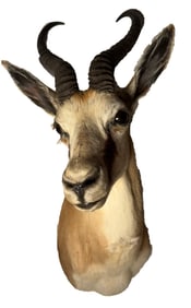 TAXIDERMIED HEAD OF A SPRINGBOK