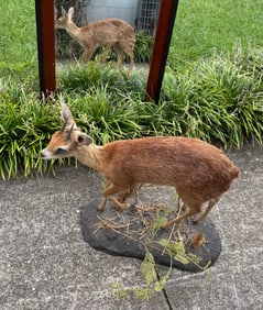 SMALL TAXIDERMIED GRYSBOK