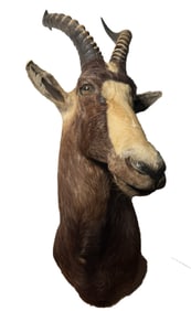 TAXIDERMIED SHOULDER MOUNT OF BLESBOK AN ANETLOPE NATIVE TO SOUTHERN AFRICA