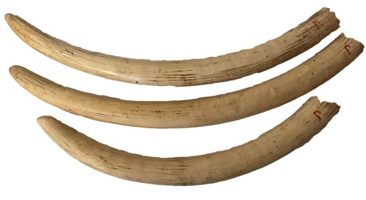 ANTIQUE IVORY ELEPHANT TUSK
