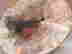 item-54081303=5