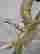 item-62608183=5
