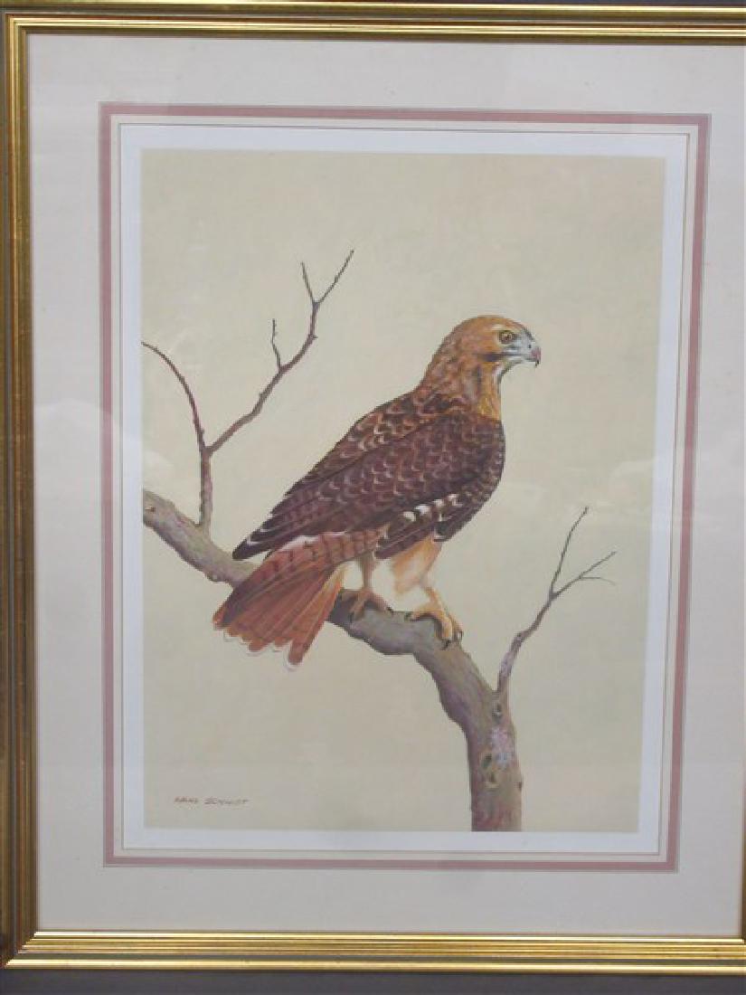 Hans Schmidt (American) Red-Tailed Hawk (1 of 3)