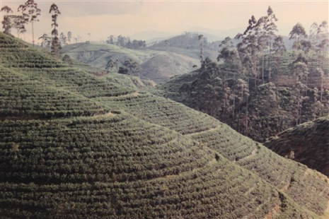 Laura McPhee And Virgina Beahan, Tea Plantation Hatton: Titled: Tea Plantation, Hatton Road1993 Chromogenic printLaura McPhee (American, b. 1958) and Virginia Beahan (American, b. 1946)Presumably signed, titled, dated and numbered 3/30 along margin