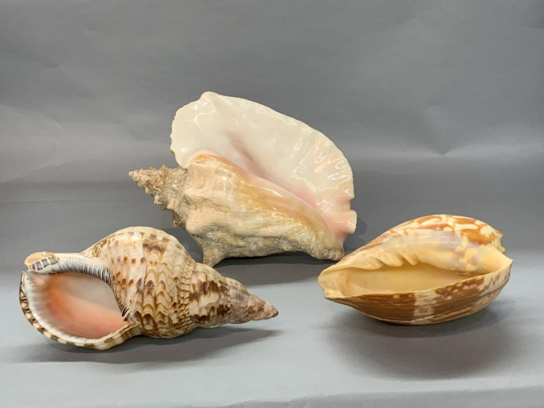 Three (3) Large Conch Shells: Three (3) Large conch shells. Dimensions: 7" X 10" largest