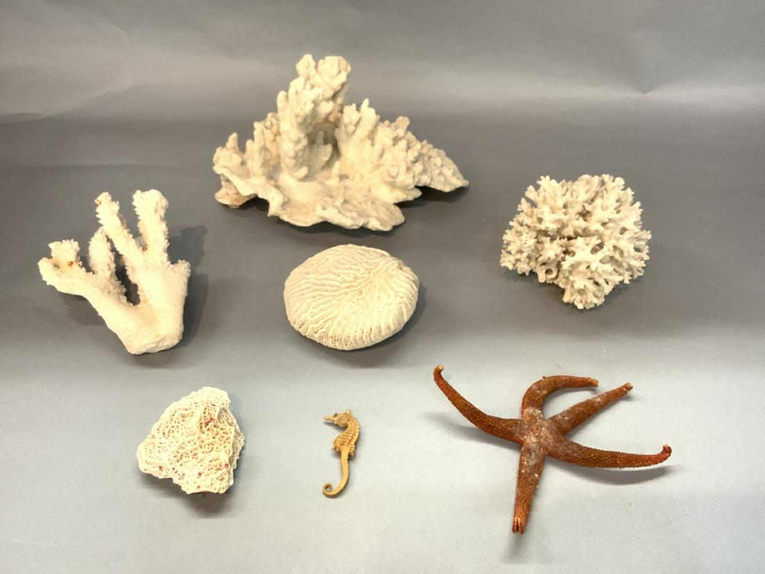 Seven Piece Ocean Coral, Star Fish And Seahorse: Seven Piece ocean coral, star fish and sea horse. Dimensions: 6" X 9" X 10"