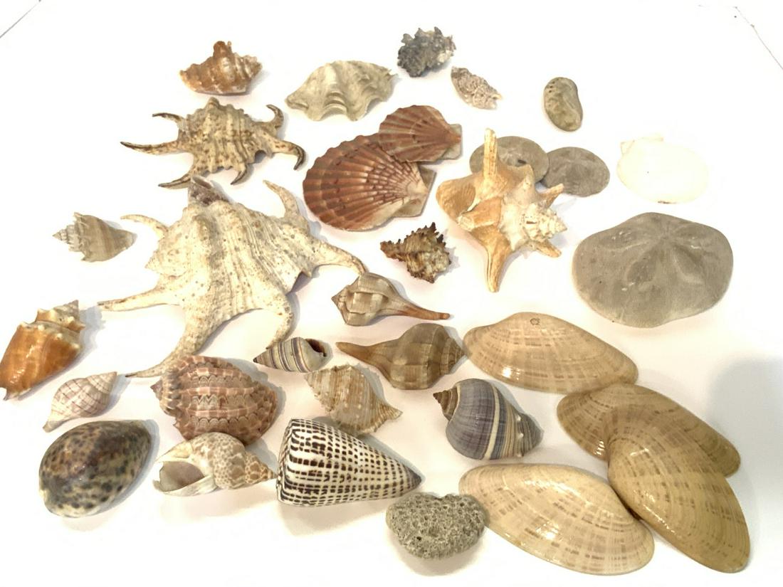 Collection Of Rare Shells (1 of 6)