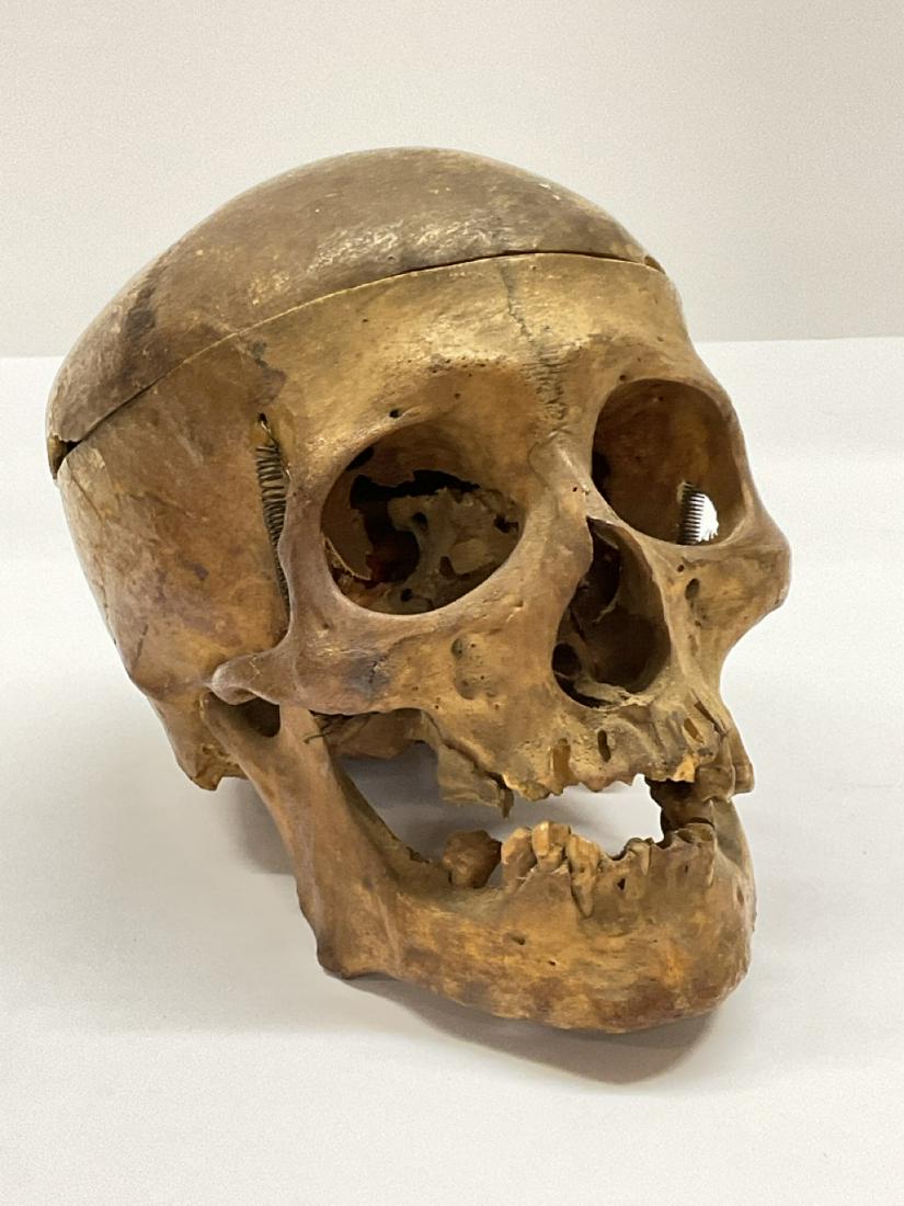 Medical Science Human Skull: Medical, Science Human Skull.