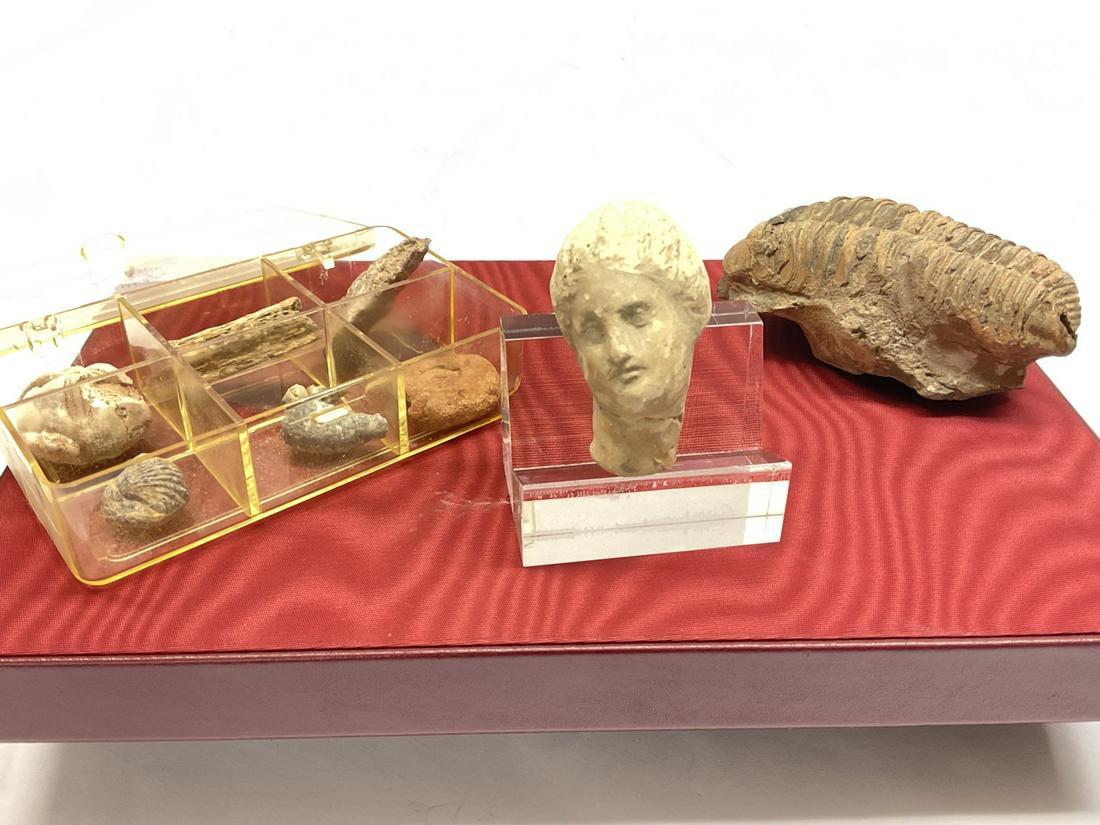Estate Found Fossils, Head of Aphrodites, Trilobite Etc.: Collection of Fossils, Trilobite and head of Aphrodites. Estate find.